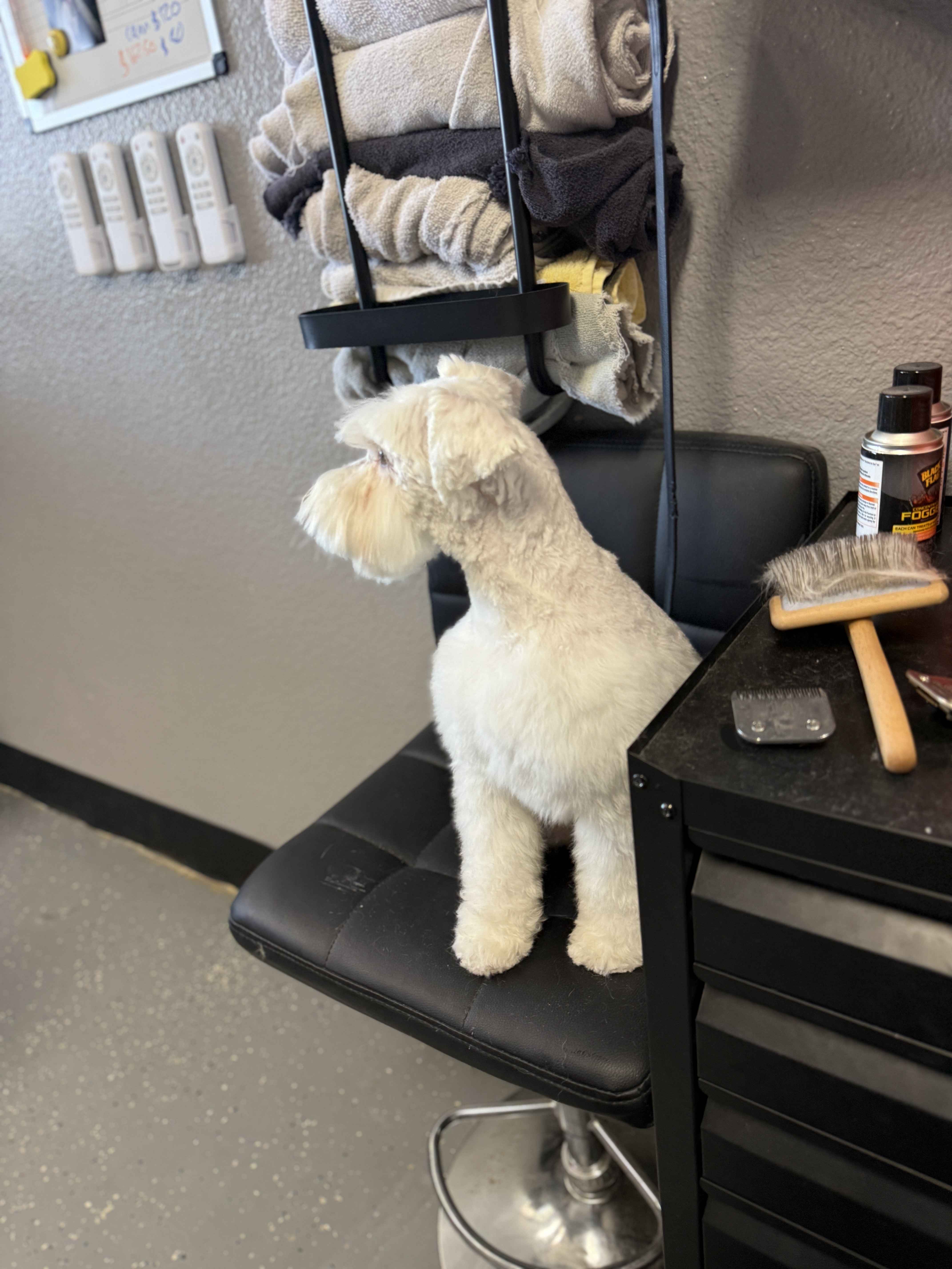 Dog photo