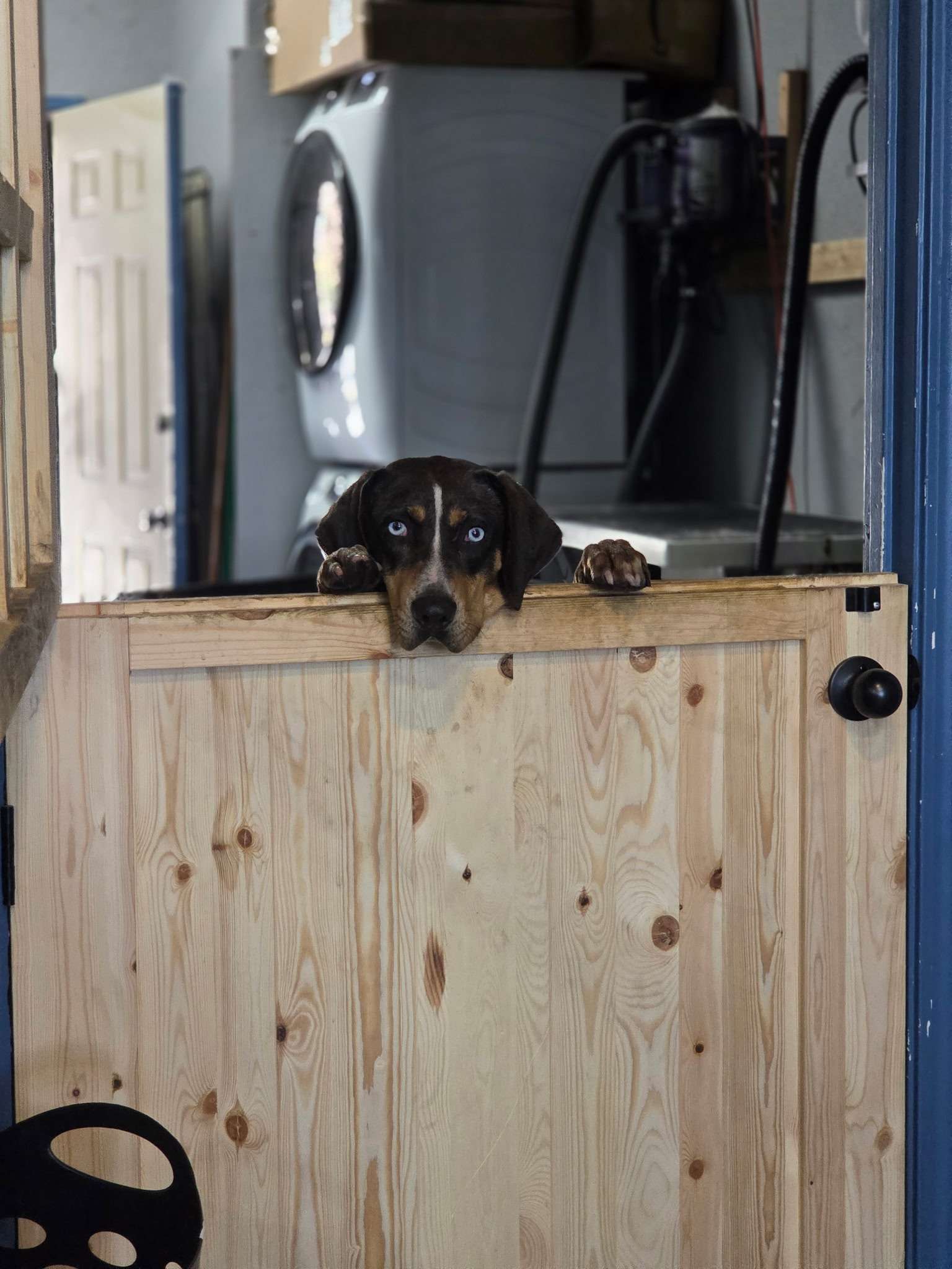 Dog photo