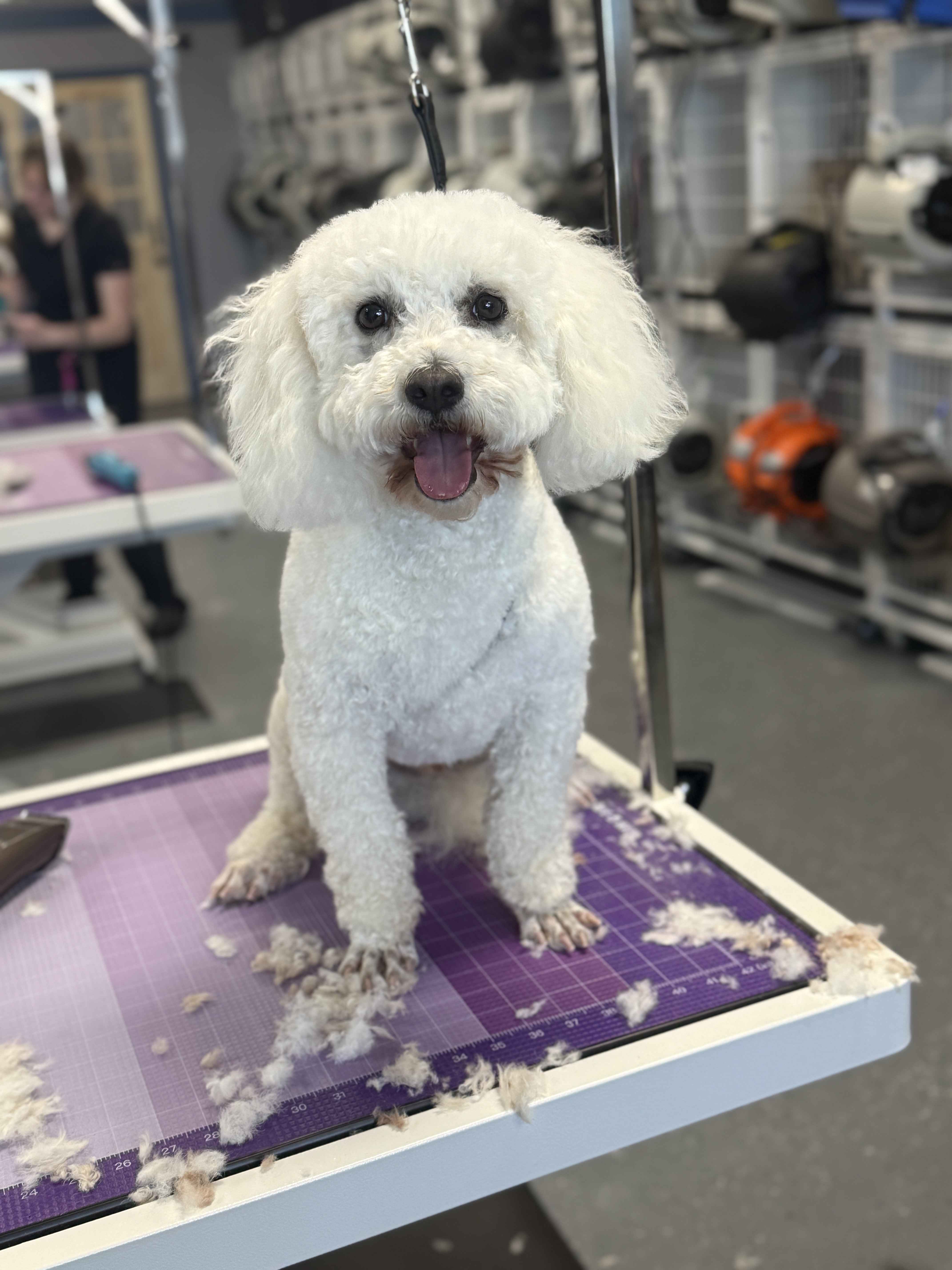 Dog photo