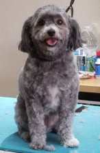 Grooming Release Form