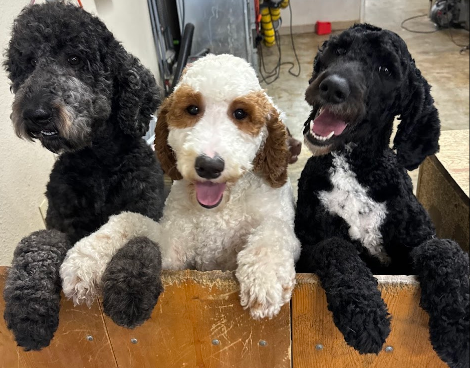 DOGGY DAYCARE