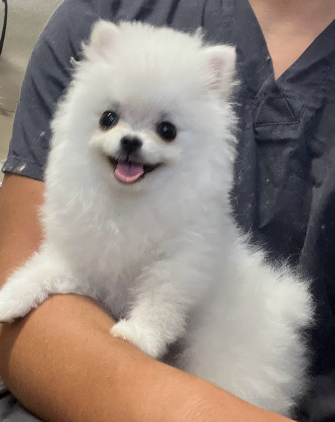 THE PUPPY INTRO