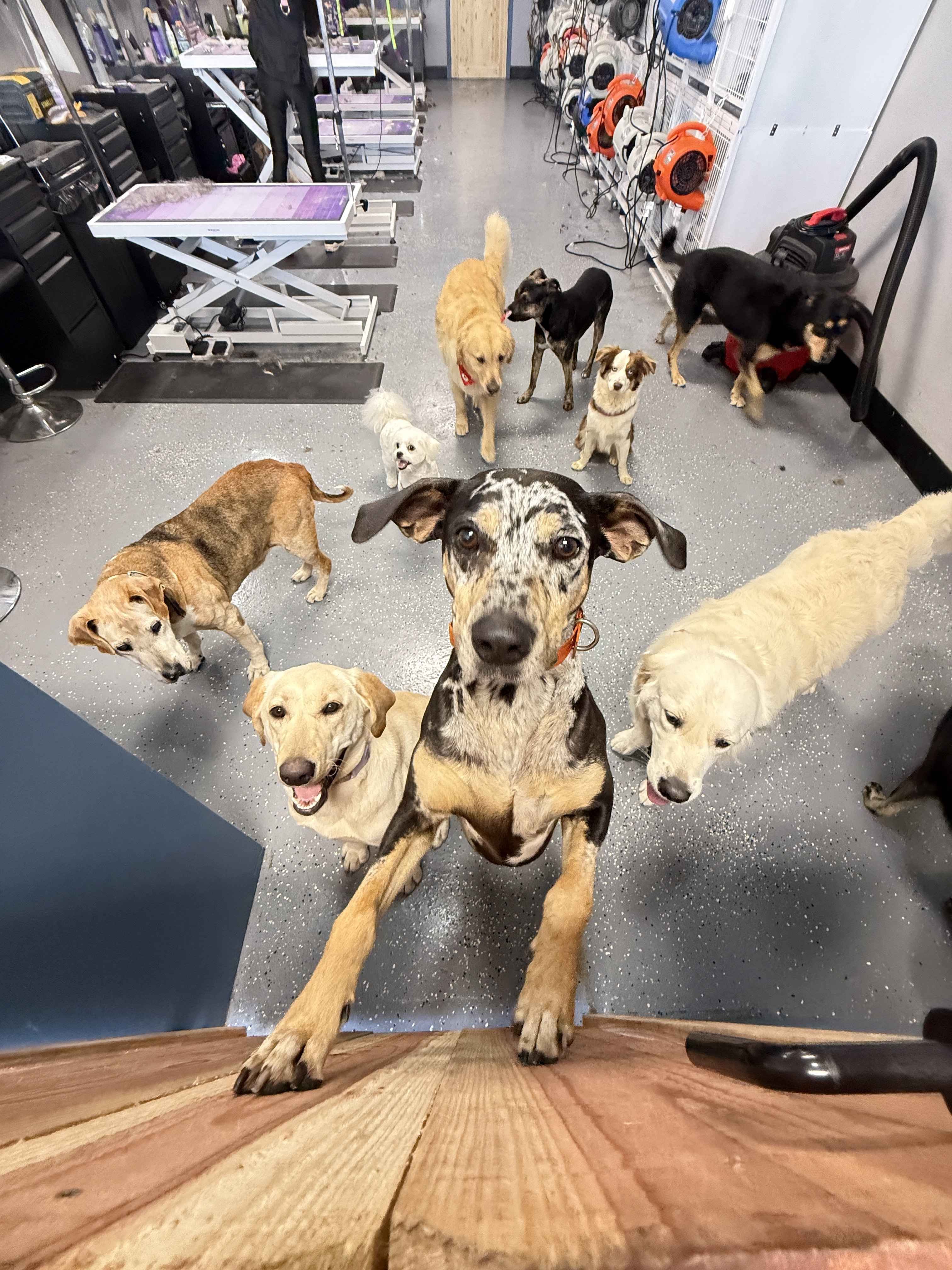 DOGGY DAYCARE