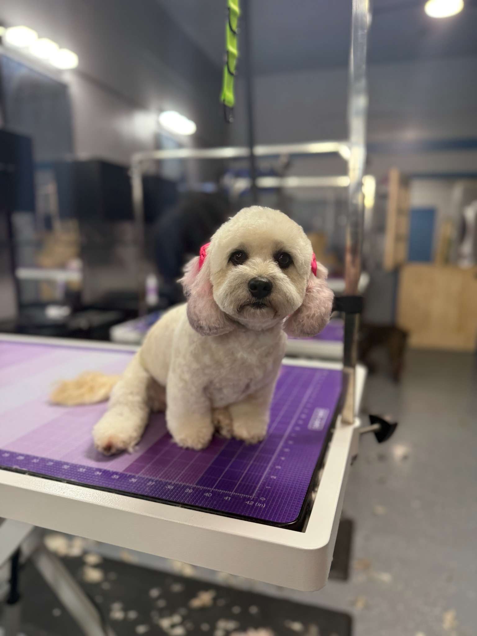 THE PUPPY INTRO